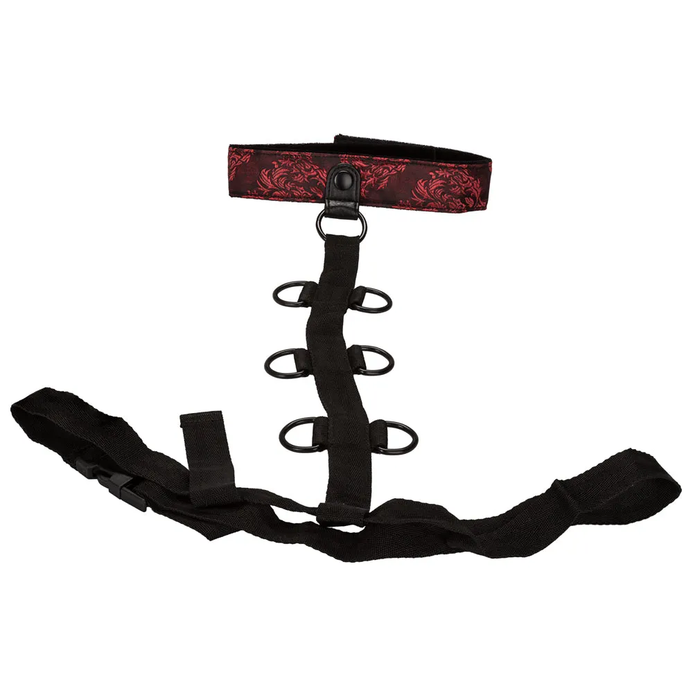 SCANDAL COLLAR BODY RESTRAINT